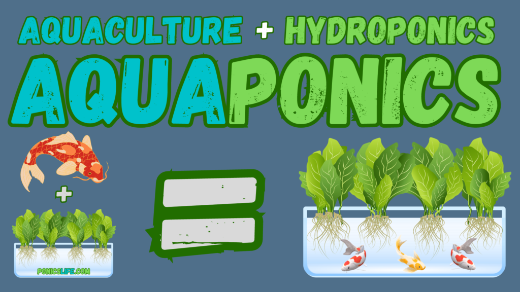 shows that hydroponics + aquaculture = aquaponics