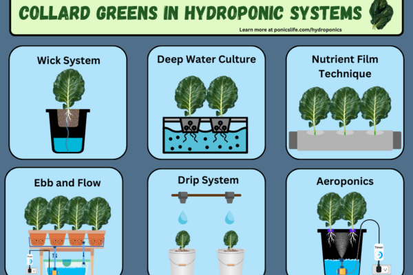 Collard Greens in different types of hydroponic systems.