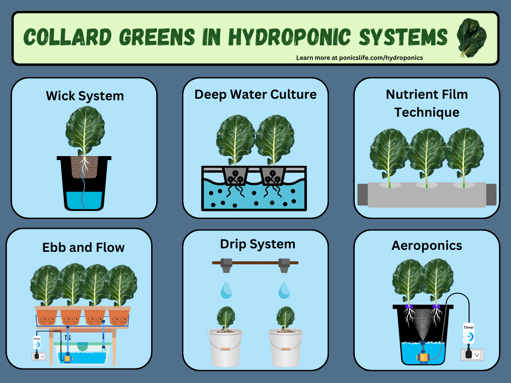 Collard Greens in different types of hydroponic systems.