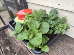 🌱 Off-Grid Hydroponics: Passive & Solar Gardening Techniques