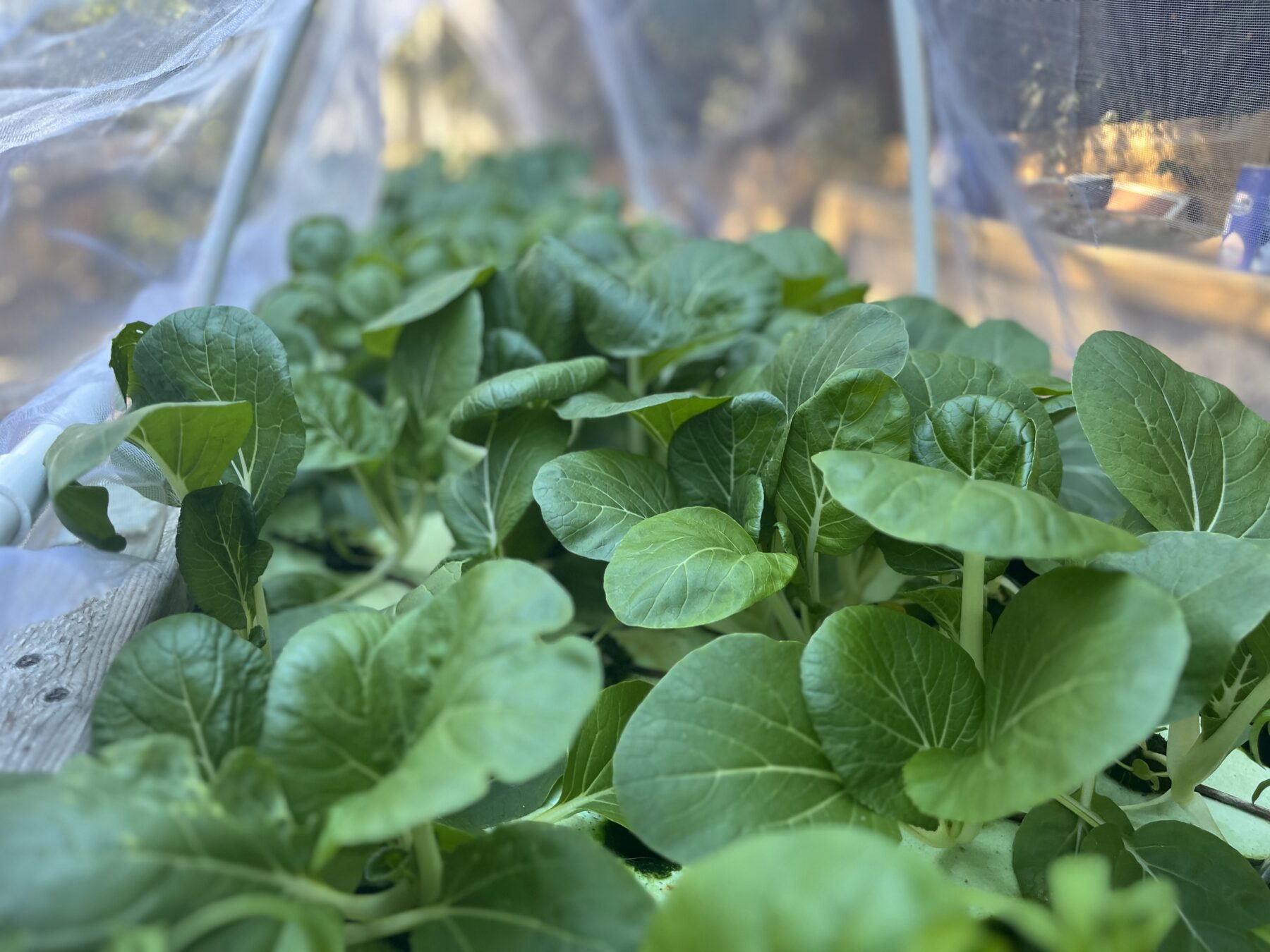 Garden Raft How to Build a Big Floating Raft Hydroponics System: Lessons Learned