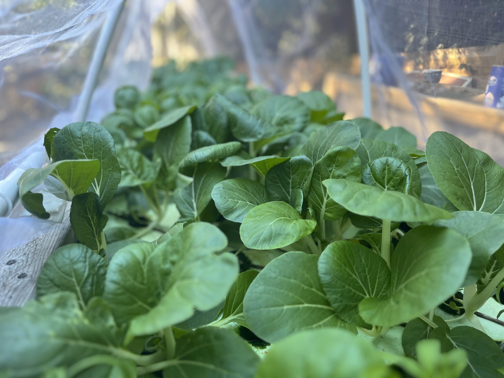 Vegetative Rafts How to Build a Big Floating Raft Hydroponics System: Lessons Learned