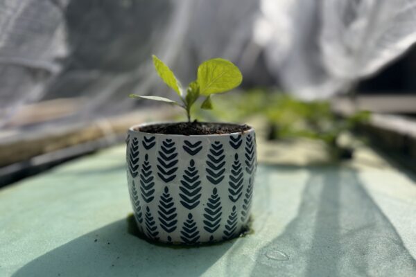 Floating Hydroponic Wicking Pot