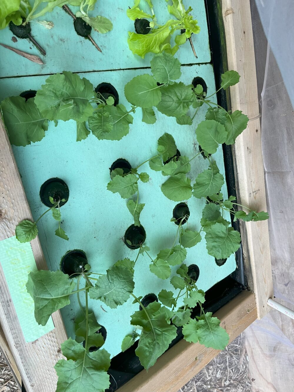 How to Build a Big Floating Raft Hydroponics System: Lessons Learned