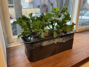 ClaySprout Hydroponics Ceramic Garden